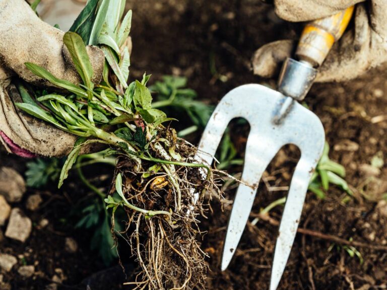 Motyczka wbita w ziemię. Domowy sposób na chwasty. Jak pozbyć się chwastów w ogrodzie?