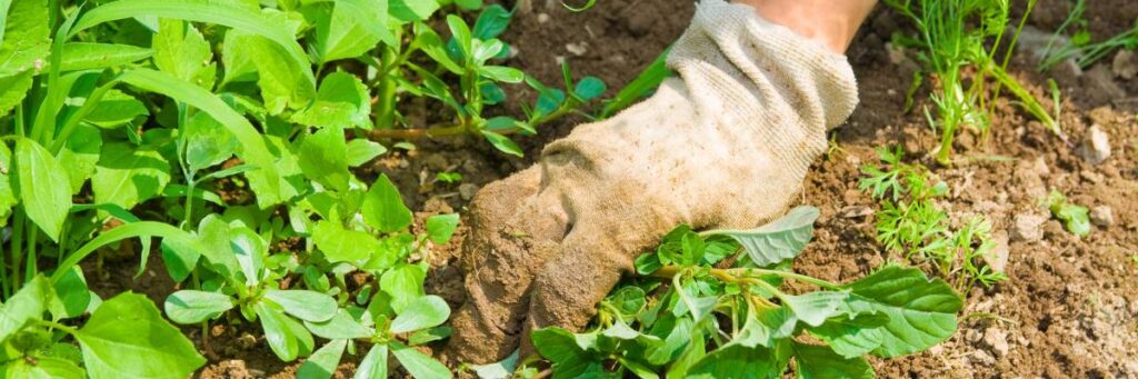 Pielenie chwastów. Obrazek w artykule Domowy sposób na chwasty. Jak pozbyć się chwastów w ogrodzie?