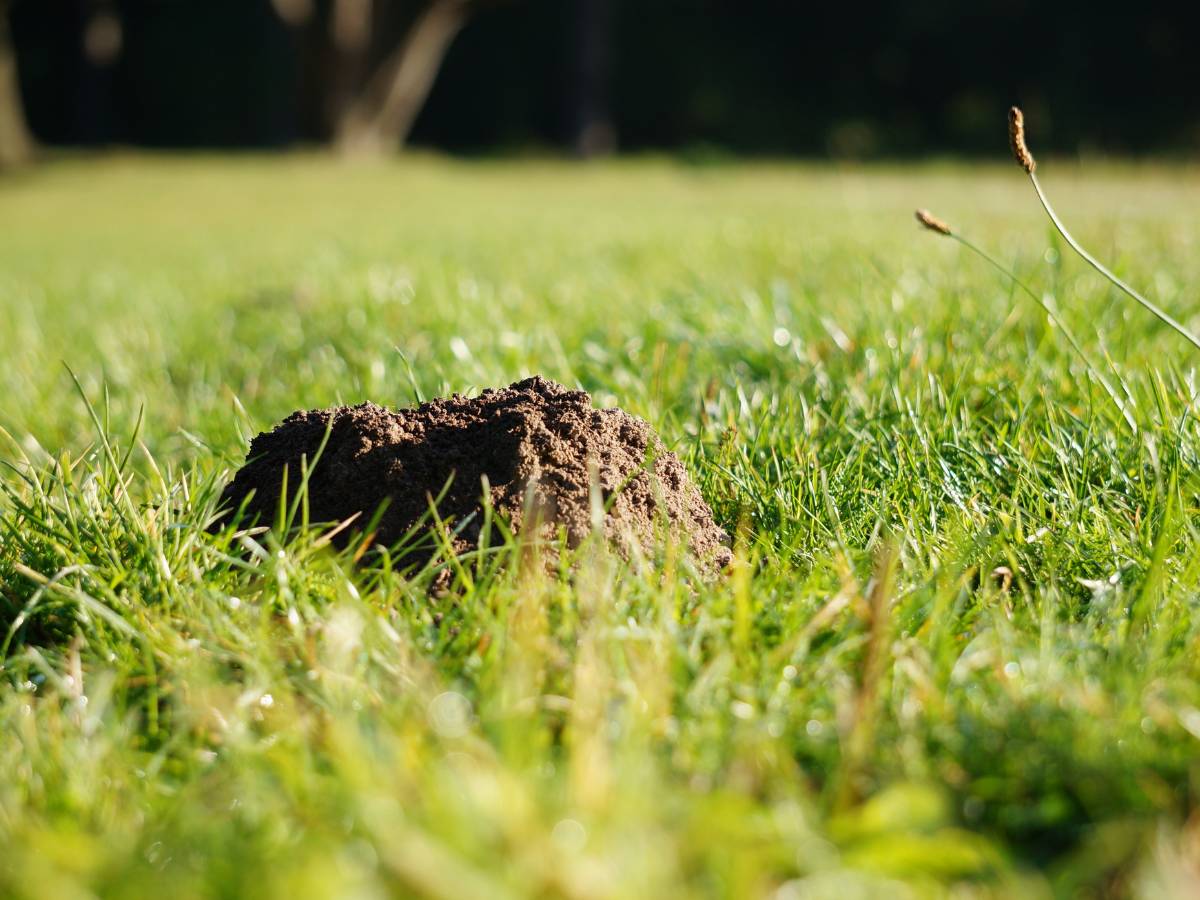 Kretowisko. Obrazek w artykule Najprostszy sposób na kreta - jak pozbyć się go raz na zawsze
