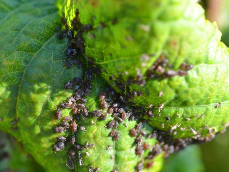Kolonia mszyc. Obrazek w artykule Domowy sposób na mszyce: jak pozbyć się szkodników w łatwy sposób