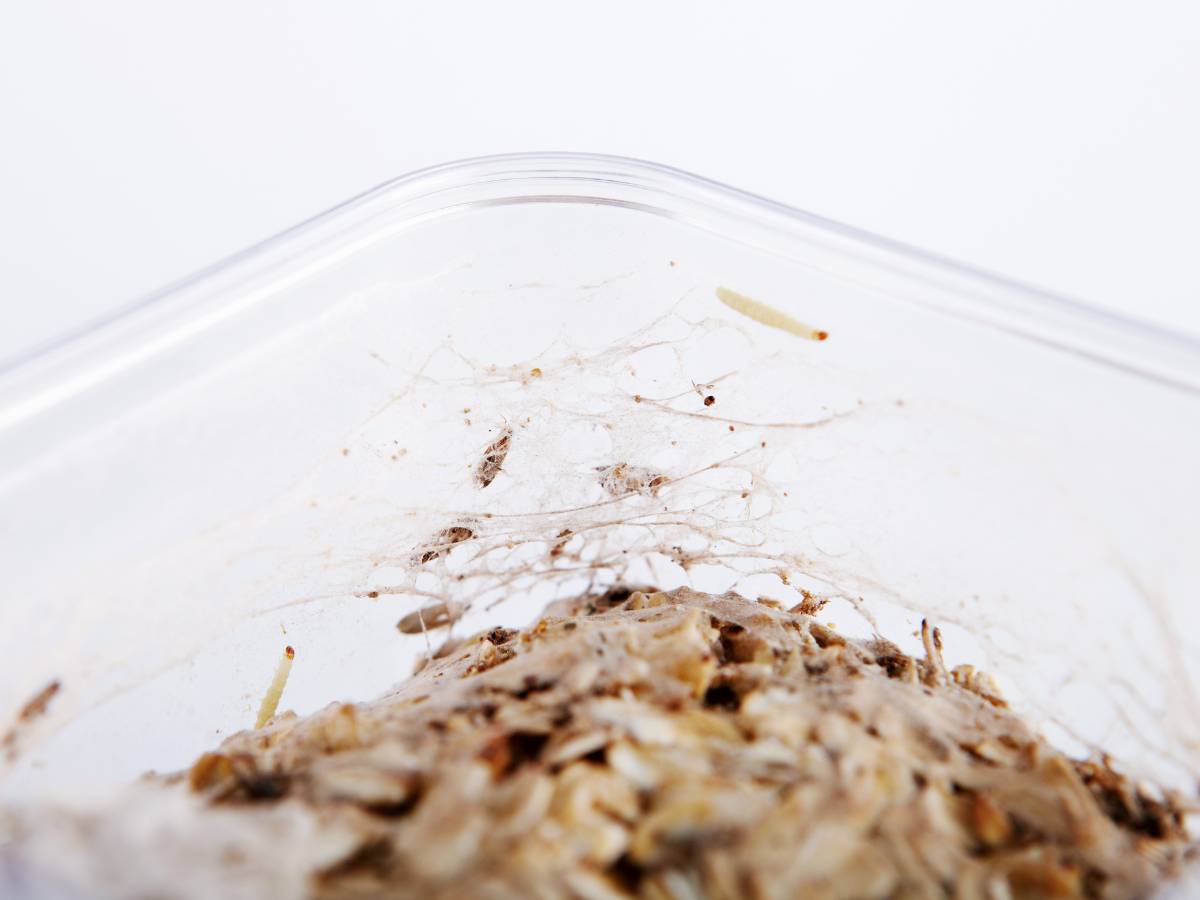 Mole spożywcze grupa. Obrazek w artykule Sposób na mole. Jak się pozbyć moli.