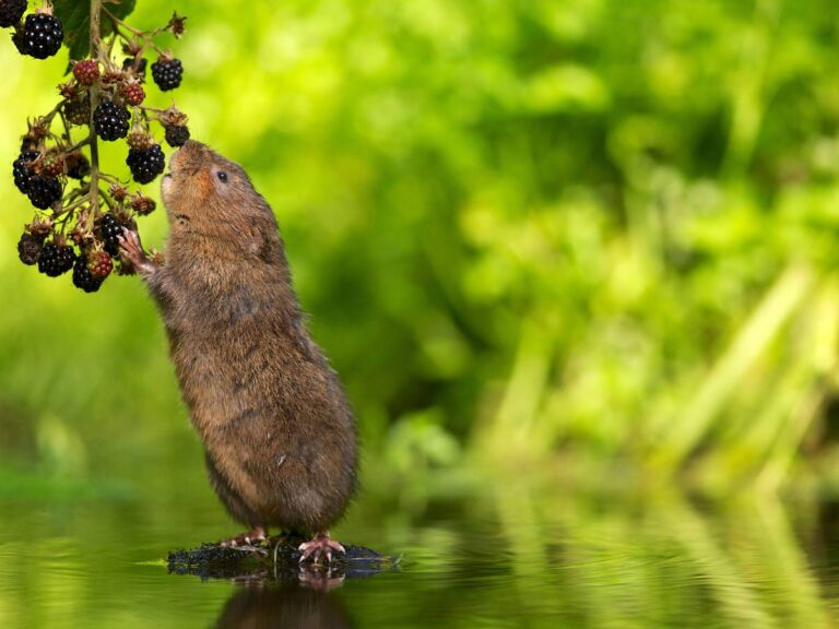 Nornica w trakcie jedzenia. Obrazek w artykule Sposób na nornice. Jak pozbyć się nornic raz na zawsze