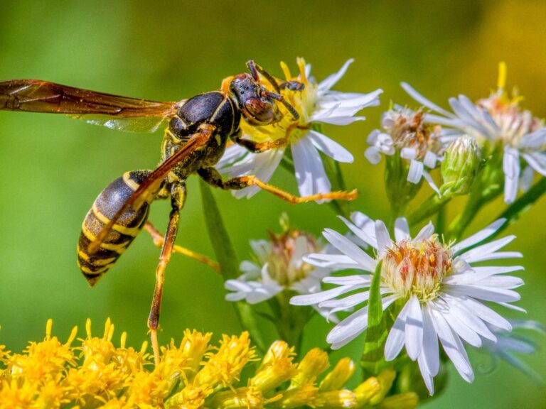 Osa na kwiatku. Obrazek w artykule Domowy sposób na osy. Domowe metody jak pozbyć się os.
