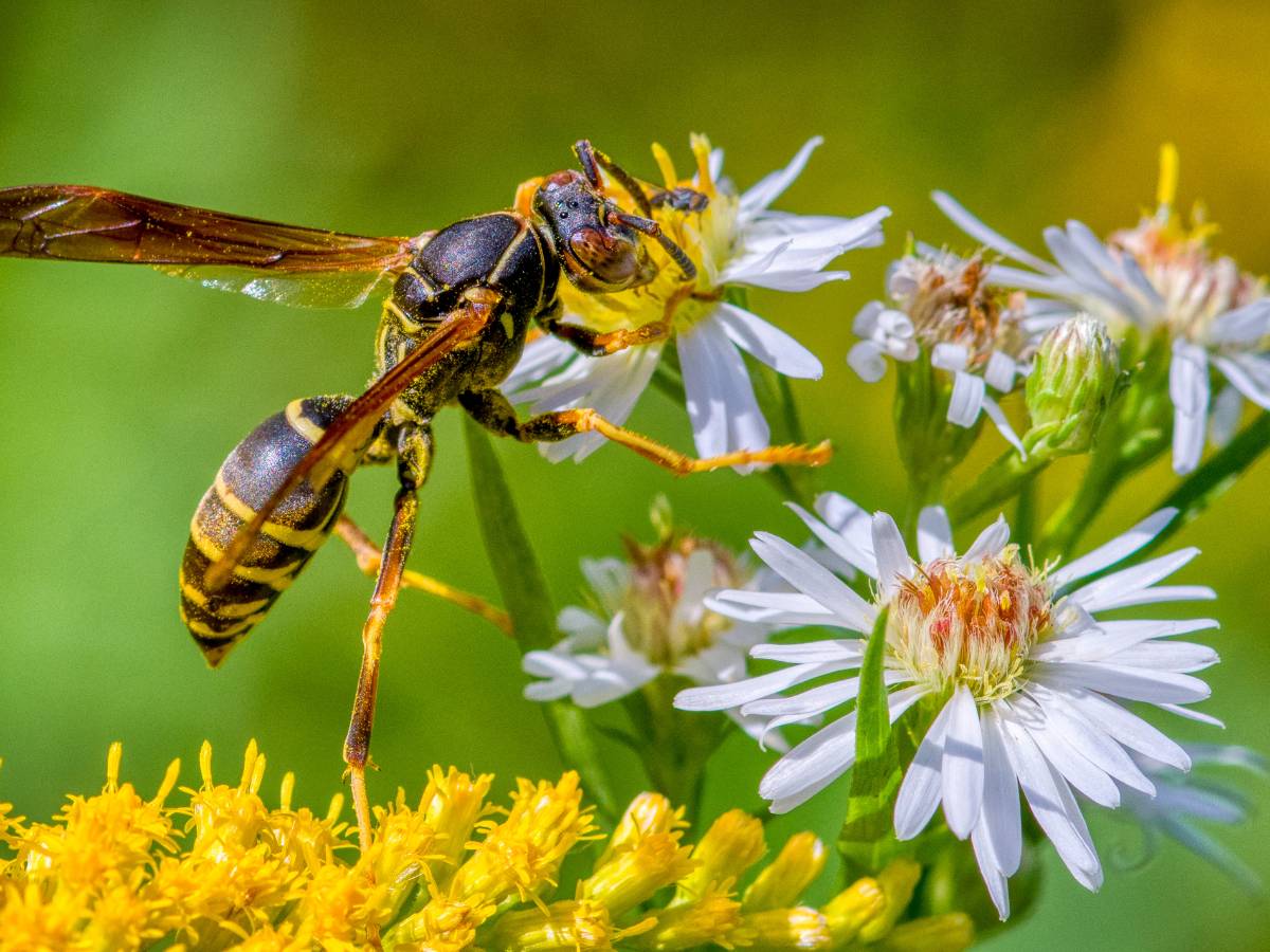 Osa na kwiatku. Obrazek w artykule Domowy sposób na osy. Domowe metody jak pozbyć się os.