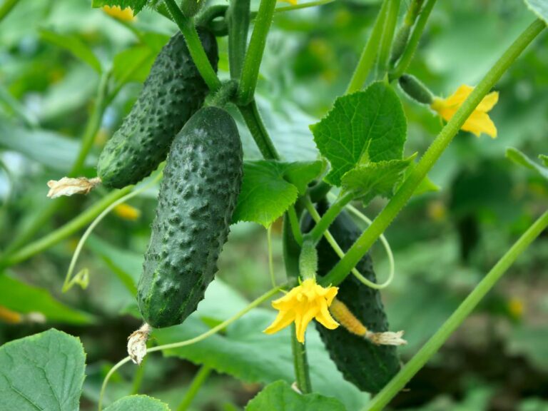 Krzak ogórka. Obrazek w artykule Domowe sposoby na żółknięcie liści ogórków. Skuteczne metody zapobiegania żółknięciu liści ogórków