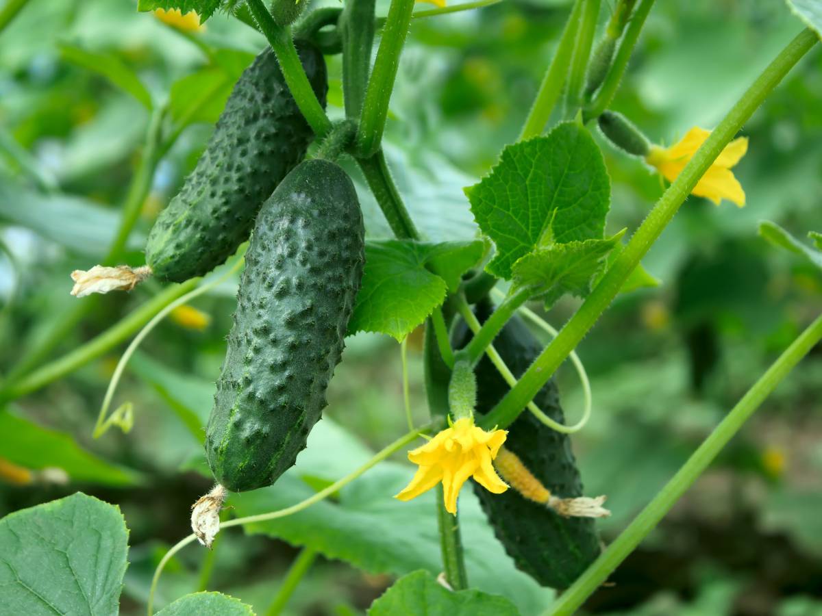 Krzak ogórka. Obrazek w artykule Domowe sposoby na żółknięcie liści ogórków. Skuteczne metody zapobiegania żółknięciu liści ogórków