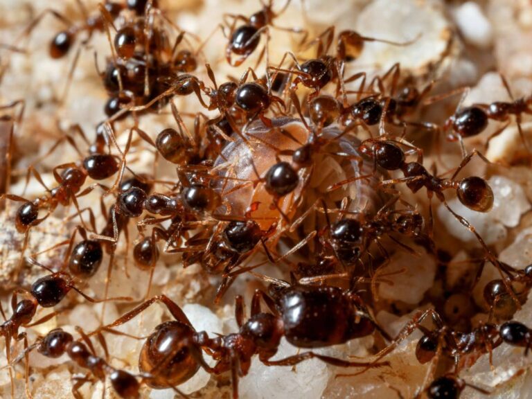 Stado mrówek. Obrazek w artykule Skuteczny sposób na mrówki: jak pozbyć się ich w domu?