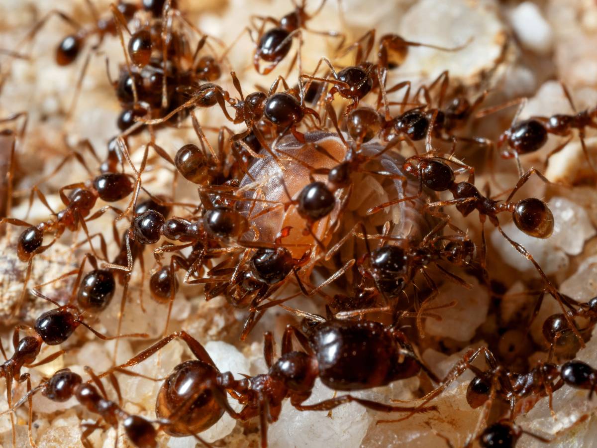 Stado mrówek. Obrazek w artykule Skuteczny sposób na mrówki: jak pozbyć się ich w domu?