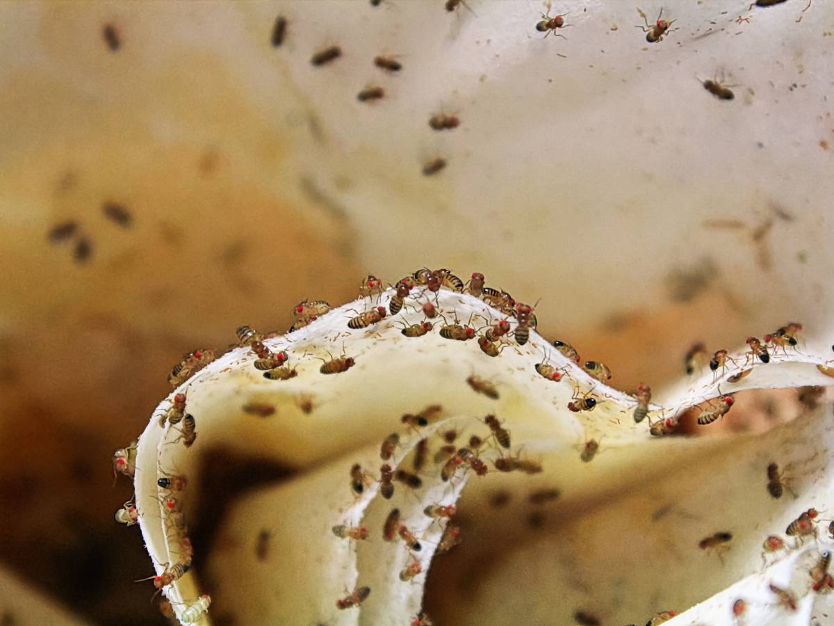 Muszki owocówki. Sposób na muszki owocówki: skuteczne sposoby na pozbycie się szkodników z twojego ogrodu