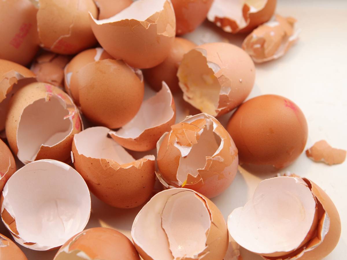skorupki jajek